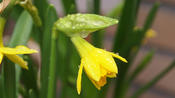 Narcizų auginimas vazonuose