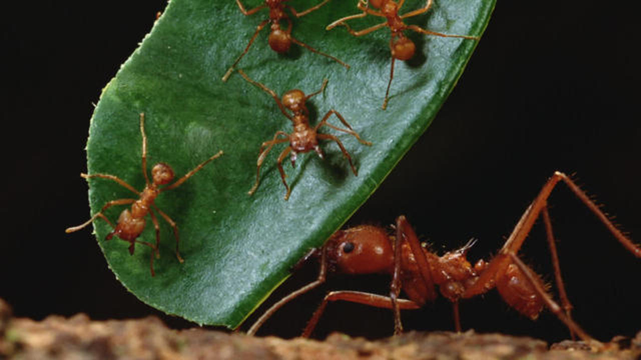 Kaip išnaikinti skruzdes, kad jos negrįžtų į namus?